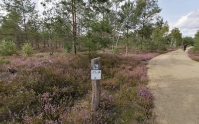 „Königsbrücker Heide“ in der Lausitz